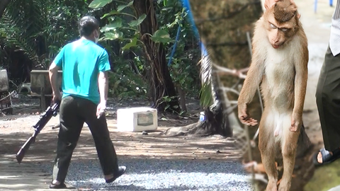 Video: Bắn thuốc mê khỉ đuôi lợn quậy phá trong khuôn viên ngôi chùa ở Nhà Bè