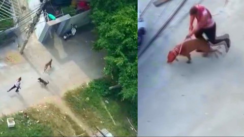 Góc nhìn trưa nay | Xua chó dữ tấn công người khác: Bị xử lý thế nào?