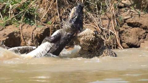 Video: Báo đốm xuống sông vật lộn với cá sấu, cuộc chiến 'một mất một còn'