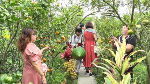 Góc nhìn trưa nay | Du lịch Lai Vung: Đẹp với quýt, thích với nem