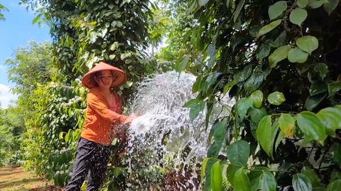 Góc nhìn trưa nay: Vực dậy sau ‘cú ngã’ hồ tiêu