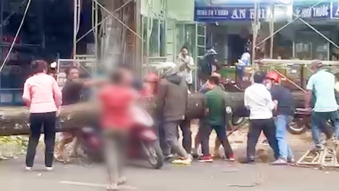 Video: Công an tạm giữ cây xanh ngã đè cô gái nguy kịch để điều tra