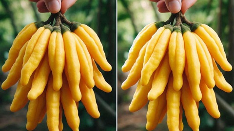 28 loại trái cây kỳ lạ nhất thế giới thì có tới 15 loại có mặt tại Việt Nam