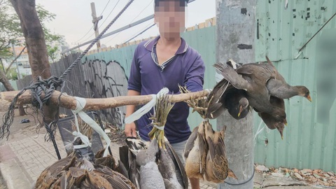 Cận cảnh nhiều loài chim trời bị cột chùm, làm thịt bày bán tại vỉa hè TP.HCM