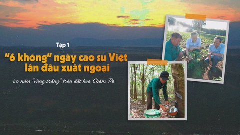 20 năm "Vàng trắng" trên đất hoa Chăm Pa_ Tập 1: “6 không” ngày cao su Việt lần đầu xuất ngoại