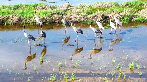 Đàn sếu đầu đỏ 9 con thong dong kiếm ăn ở Khu bảo tồn Phú Mỹ