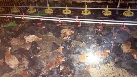 Chập điện làm 8.000 con gà chết trong đêm, chủ trang trại thiệt hại tiền tỉ