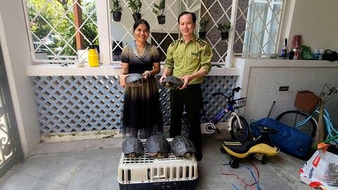 Đi du lịch thấy bạn nuôi 5 con rùa lớn, xin mang về bàn giao cho kiểm lâm