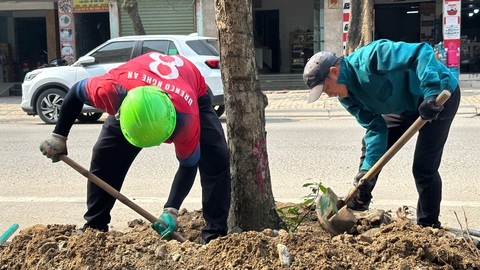 Di dời cây xanh đã chặt, bị 'bỏ quên' ven đường cả tháng trời ở Nghệ An
