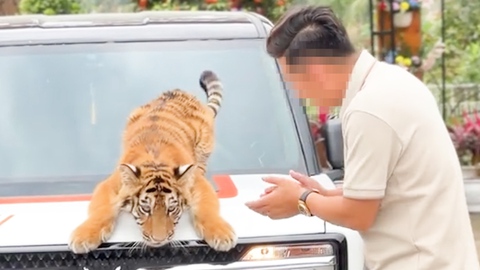 Cho du khách tiếp xúc trực tiếp với hổ nuôi ở Nghệ An, kiểm lâm yêu cầu dừng ngay