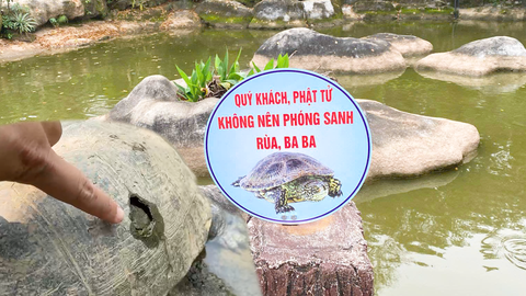 Hạt kiểm lâm nói gì về việc chùa Linh Ứng treo biển: 'Không nên phóng sanh rùa'?