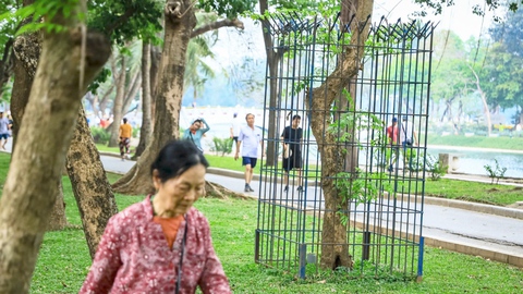 Nhiều cây xanh ở công viên Thống Nhất của Hà Nội phải mang 'gông cùm'