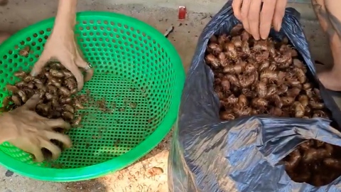 Xác ve sầu 2 triệu đồng/kg khiến người dân đổ xô đi nhặt, địa phương nói gì?