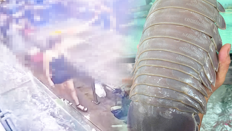 Quản lý thị trường: Quán bán bọ biển 1,8 triệu đồng/kg không vi phạm giá, đang tìm người đăng bài