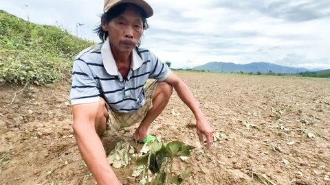 Nông dân thất thần nhìn hoa màu thiệt hại nặng sau lũ trái mùa ở Quảng Nam