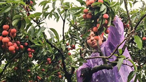 Vì sao vải thiều rớt giá 'thê thảm', có nơi dưới 10.000 đồng/kg?