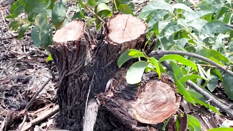 Điều tra vụ hơn 2,5ha rừng phòng hộ ven biển ở Huế bị chặt phá