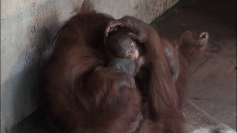 Đười ươi Sumatra sinh con ở Việt Nam