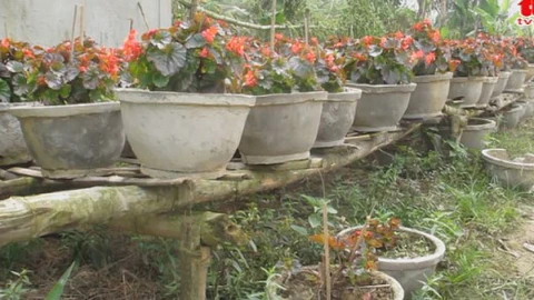 Mô hình trồng hoa trên giàn chống lũ