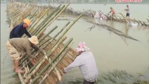 Dân nghèo ngăn sông làm đường.