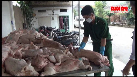 Ba lần chở thịt nhiễm heo tai xanh vào TP.HCM