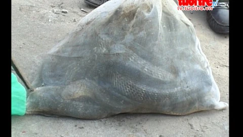 Vừa bắt gần 60 kg rắn hổ chúa liền thả về rừng