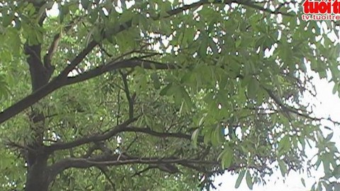 Người dân khổ sở vì...mùi hoa sữa nồng nặc
