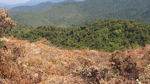 Mang xe múc vào phá rừng phòng hộ