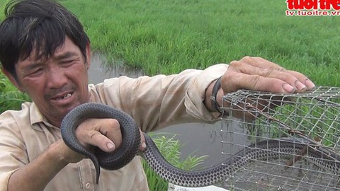 Sài Gòn… săn độc xà