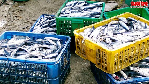 Ngư dân vĩnh lương trúng đậm cá chuồn