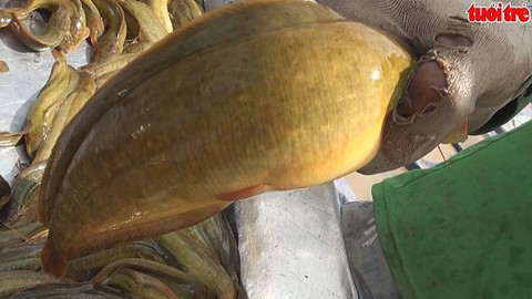 Dùng thức ăn "nhuộm màu" cho cá và lươn