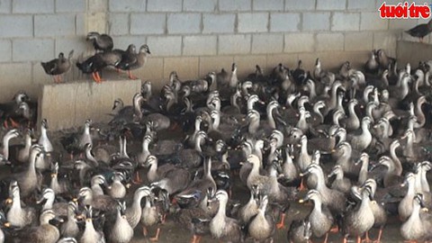 Nuôi vịt trời bán hoang dã thu nhập tiền tỷ mỗi năm