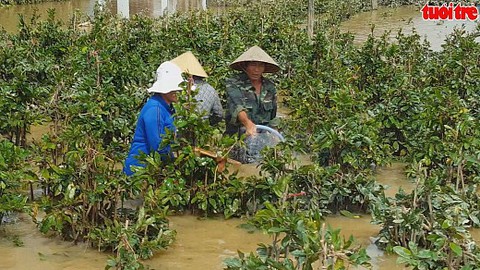 “Thủ phủ” mai cảnh mất Tết vì lũ dồn dập
