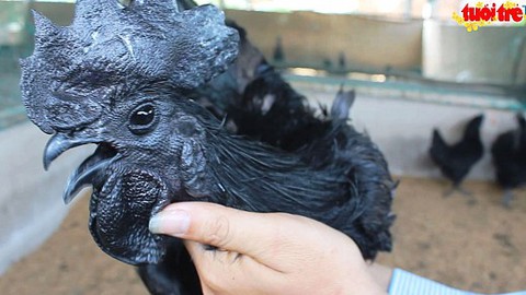 Độc đáo giống gà đen xuất hiện tại miền Tây