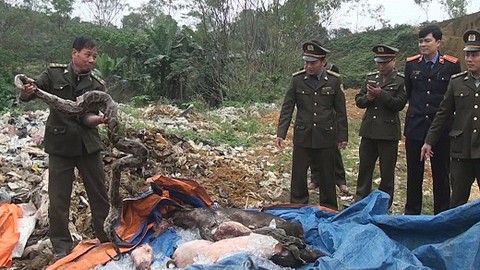 Tiêu hủy 190 kg động vật hoang dã