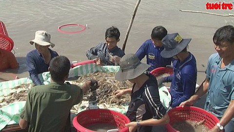 Tôm, lươn tăng giá người nuôi phấn khởi