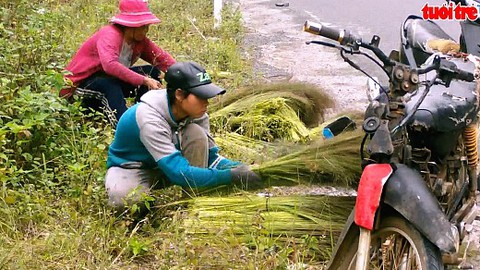Bà con dân tộc huyện Khánh Vĩnh đổ xô đi hái đót