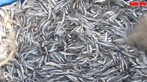Ngư dân Quảng Trị trúng đậm cá duội trong chuyến ra khơi đầu năm