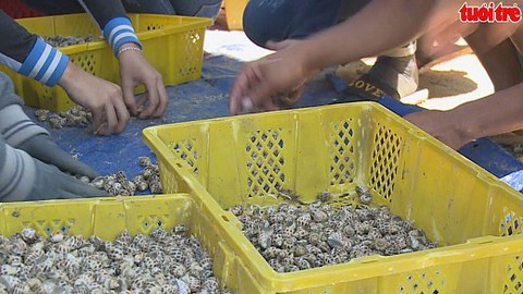 Phú Yên: Ốc hương tăng giá mạnh