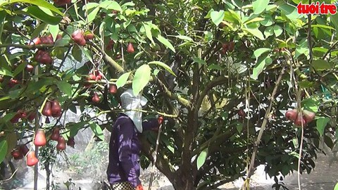 Mận “ngủ mùng” giải pháp mang lại hiệu quả cao