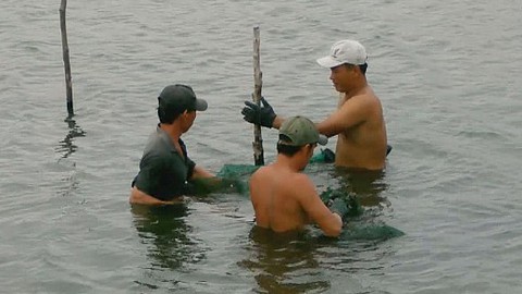 Nhiều hộ nuôi ốc hương trắng tay sau bão