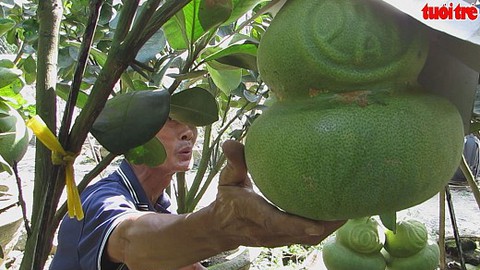 Độc, lạ bưởi cảnh hình hồ lô khắc chữ ở Khánh Hòa