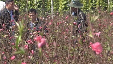 Hoa đào xứ Bắc khoe sắc trên đất Tây Nguyên