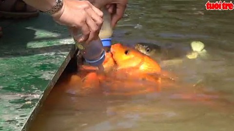 Lạ lẫm cá “bú bình”
