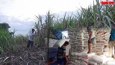 Tréo ngoe việc trả nợ bán mía cho dân bằng đường cát thành phẩm