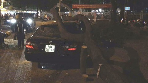 Cây xanh bật gốc đè ô tô nhiều người đi đường tháo chạy