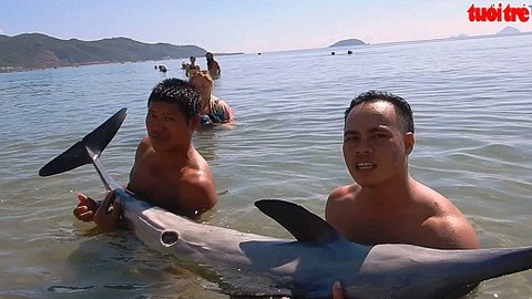 Cứu hộ thành công cá heo dạt vào bờ biển Nha Trang