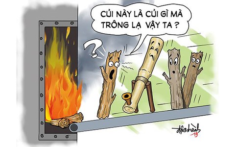 "Kiểng" và "Củi"