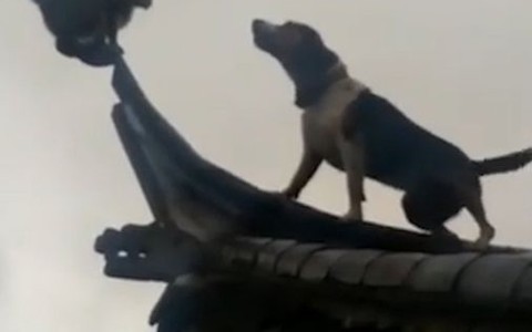 Màn "hoa sơn luận kiếm" của chó và mèo trên mái nhà
