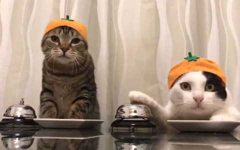 Hai chú mèo thi nhau bấm chuông để được ăn